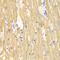 Calpain 1 antibody, STJ22880, St John