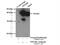 TPS1 antibody, 13343-1-AP, Proteintech Group, Immunoprecipitation image 