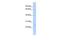 Plexin A4 antibody, GTX44845, GeneTex, Western Blot image 