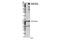 Colony Stimulating Factor 1 Receptor antibody, 14591S, Cell Signaling Technology, Western Blot image 