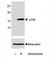 Microtubule Associated Protein 1 Light Chain 3 Alpha antibody, F46138-0.4ML, NSJ Bioreagents, Western Blot image 