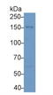 EPH Receptor A1 antibody, LS-C293772, Lifespan Biosciences, Western Blot image 