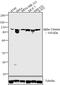 Catenin Alpha 1 antibody, 13-9700, Invitrogen Antibodies, Western Blot image 