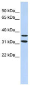 Zinc Finger Protein 254 antibody, TA339105, Origene, Western Blot image 