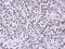 Apoptosis Enhancing Nuclease antibody, GTX112086, GeneTex, Immunohistochemistry paraffin image 