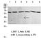 NADPH Oxidase 1 antibody, STJ98698, St John