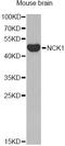 NCK Adaptor Protein 1 antibody, STJ24702, St John