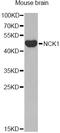 NCK Adaptor Protein 1 antibody, STJ24702, St John
