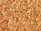 Glutamate Ionotropic Receptor NMDA Type Subunit 2A antibody, CSB-PA14129A0Rb, Cusabio, Immunohistochemistry paraffin image 