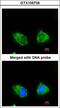 Inositol Polyphosphate-1-Phosphatase antibody, LS-C185733, Lifespan Biosciences, Immunocytochemistry image 