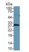 Latexin antibody, LS-C719158, Lifespan Biosciences, Western Blot image 