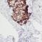 Solute Carrier Family 25 Member 23 antibody, FNab07936, FineTest, Immunohistochemistry frozen image 