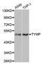 Thymidine Phosphorylase antibody, orb49011, Biorbyt, Western Blot image 
