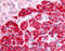 Sphingosine Kinase 1 antibody, TA341117, Origene, Immunohistochemistry paraffin image 