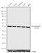 Aurora Kinase B antibody, 711154, Invitrogen Antibodies, Western Blot image 