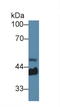 Haptoglobin antibody, LS-C699357, Lifespan Biosciences, Western Blot image 