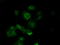 Tubulin Alpha 8 antibody, LS-C115057, Lifespan Biosciences, Immunofluorescence image 