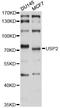 Ubiquitin Specific Peptidase 2 antibody, abx126766, Abbexa, Western Blot image 
