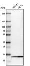 Cytochrome C Oxidase Subunit 6B1 antibody, NBP1-85497, Novus Biologicals, Western Blot image 