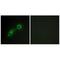 CaM Kinase Like Vesicle Associated antibody, A08356, Boster Biological Technology, Immunohistochemistry frozen image 