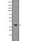 TNF Receptor Superfamily Member 4 antibody, abx219033, Abbexa, Western Blot image 