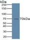 ALOX5 antibody, LS-C716758, Lifespan Biosciences, Western Blot image 