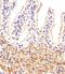 FYN Proto-Oncogene, Src Family Tyrosine Kinase antibody, orb213956, Biorbyt, Immunohistochemistry paraffin image 