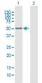 Nuclear Factor I X antibody, H00004784-B01P, Novus Biologicals, Western Blot image 