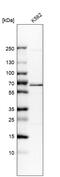 Cell Division Cycle 45 antibody, HPA000614, Atlas Antibodies, Western Blot image 