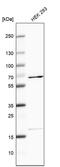 Enhancer Of MRNA Decapping 3 antibody, PA5-59237, Invitrogen Antibodies, Western Blot image 