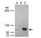 Ubiquitin Like With PHD And Ring Finger Domains 1 antibody, NBP2-20807, Novus Biologicals, Immunoprecipitation image 