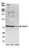 RAD17 Checkpoint Clamp Loader Component antibody, NBP2-75345, Novus Biologicals, Western Blot image 