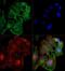 TANK Binding Kinase 1 antibody, GTX12116, GeneTex, Immunocytochemistry image 