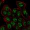 REV3 Like, DNA Directed Polymerase Zeta Catalytic Subunit antibody, NBP2-57595, Novus Biologicals, Immunocytochemistry image 