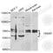 F-Box And WD Repeat Domain Containing 7 antibody, A5872, ABclonal Technology, Western Blot image 