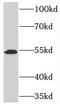 Target Of Myb1 Membrane Trafficking Protein antibody, FNab08856, FineTest, Western Blot image 