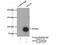 Amyloid Beta Precursor Like Protein 1 antibody, 12305-2-AP, Proteintech Group, Immunoprecipitation image 