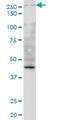 TATA-Box Binding Protein Associated Factor 1 antibody, H00006872-M02, Novus Biologicals, Western Blot image 