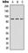 Ribosomal Protein S6 Kinase A5 antibody, abx121720, Abbexa, Western Blot image 