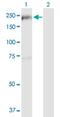 TBC1 Domain Family Member 1 antibody, H00023216-B01P, Novus Biologicals, Western Blot image 