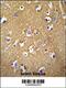 Brevican antibody, 62-103, ProSci, Immunohistochemistry paraffin image 