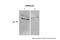 Cysteine Rich Secretory Protein LCCL Domain Containing 2 antibody, PA5-43477, Invitrogen Antibodies, Western Blot image 