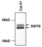 Sirtuin 6 antibody, MA1-214, Invitrogen Antibodies, Western Blot image 