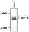 Sirtuin 6 antibody, MA1-214, Invitrogen Antibodies, Western Blot image 