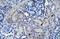 Secreted Phosphoprotein 1 antibody, ARP36677_T100, Aviva Systems Biology, Immunohistochemistry frozen image 
