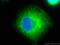 Keratin 18 antibody, 66187-1-Ig, Proteintech Group, Immunofluorescence image 