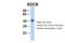 A3b antibody, 25-941, ProSci, Western Blot image 