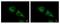 Scavenger Receptor Class A Member 3 antibody, NBP1-32130, Novus Biologicals, Immunofluorescence image 