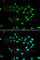 Sirtuin 1 antibody, A0230, ABclonal Technology, Immunofluorescence image 