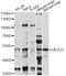 UEV And Lactate/Malate Dehyrogenase Domains antibody, LS-C749884, Lifespan Biosciences, Western Blot image 